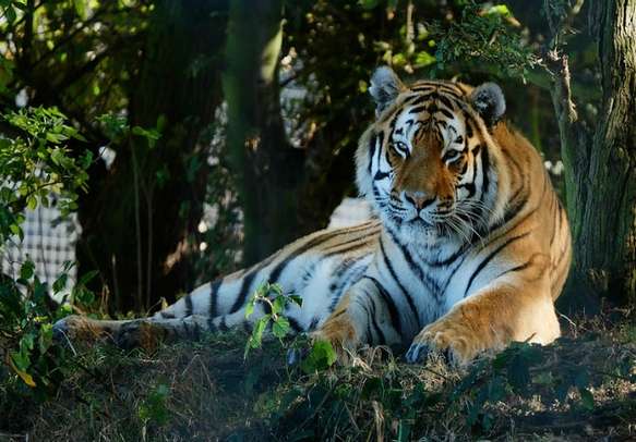 corbett jeep safari tour