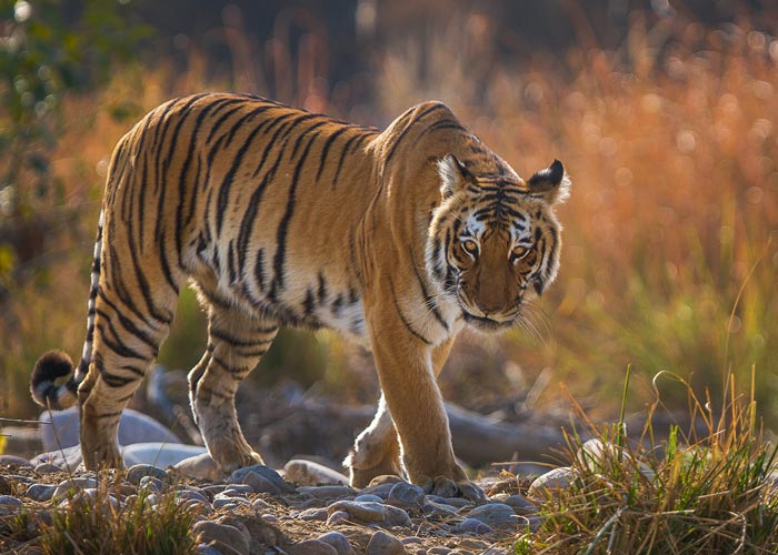 corbett jeep safari tour