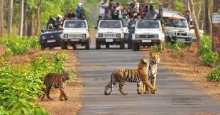 corbett jeep safari tour
