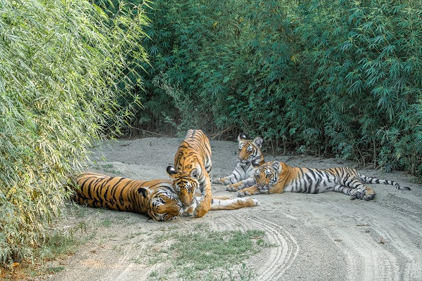 corbett jeep safari tour